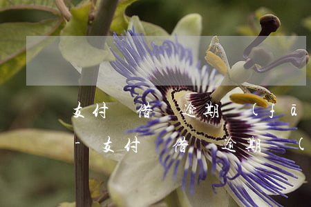 支付寶借唄逾期發(fā)短信說要起訴我-支付寶借唄逾期發(fā)短信說要起訴我是真的嗎