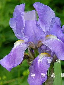 支付寶借唄逾期緩沖-支付寶借唄因為拘留導致逾期