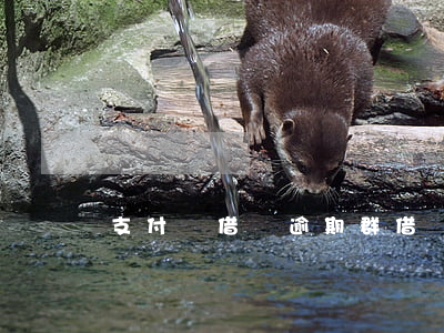 支付寶借唄逾期群(借唄逾期可以)