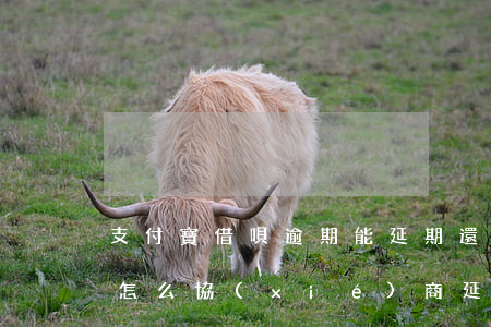 支付寶借唄逾期能延期還嗎(支付寶借唄逾期怎么協(xié)商延期)
