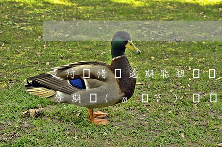 支付寶借唄逾期能租車嗎(借唄正在逾期可以分期買(mǎi)車嗎)