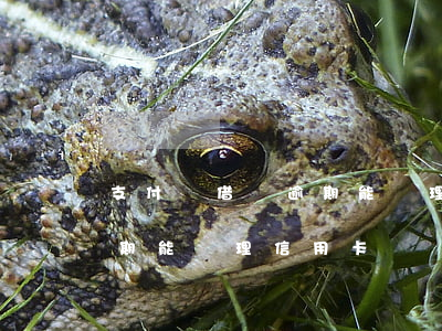 支付寶借唄逾期能辦理信用卡(支付寶借唄逾期能辦理信用卡)