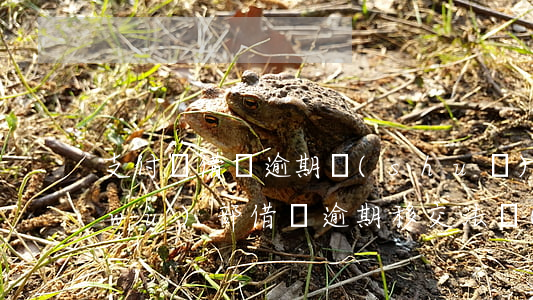 支付寶借唄逾期說(shuō)移交法務(wù)部(借唄逾期移交法務(wù)部門)