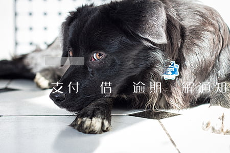 支付寶借唄逾期調解通知是真的嗎