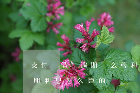 支付寶借唄逾期這么算利息-支付寶借唄逾期利息怎么算的