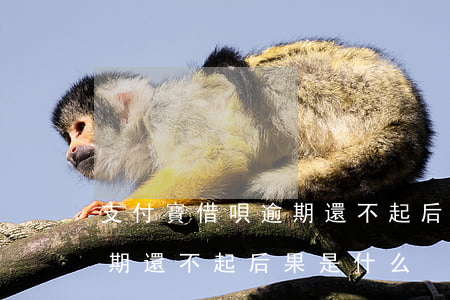 支付寶借唄逾期還不起后果-支付寶借唄逾期還不起后果是什么