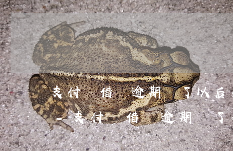 支付寶借唄逾期還了以后多久恢復(fù)-支付寶借唄逾期還了以后多久恢復(fù)征信