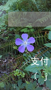 支付寶借唄逾期銀行卡會(huì)被凍結(jié)嗎?-支付寶借唄逾期銀行卡會(huì)被凍結(jié)嗎