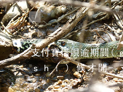 支付寶借唄逾期關(guān)閉什么時(shí)候才開-支付寶借唄逾期關(guān)閉什么時(shí)候才開啟