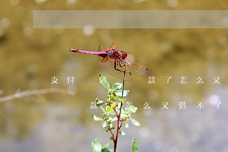 支付寶借唄還款了怎么又借不了-支付寶借唄還款了怎么又借不了了