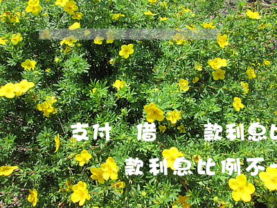 支付寶借唄還款利息比例不一樣-支付寶借唄還款利息比例不一樣怎么辦