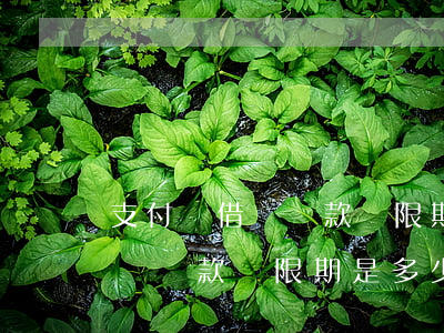 支付寶借唄還款寬限期是多少天-支付寶借唄還款寬限期是多少天啊