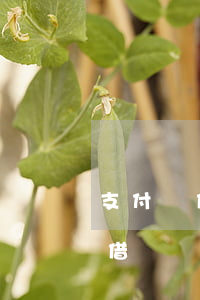 支付寶借唄還款提前一天會怎么樣-支付寶借唄還款提前一天會怎么樣嗎