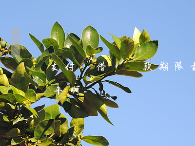 支付寶借唄還款期限最長(zhǎng)一年啊-