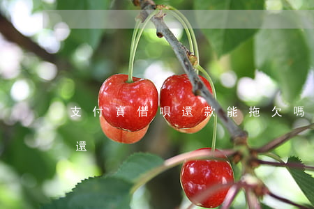 支付寶借唄還款能拖欠嗎(支付寶借唄欠錢不還)