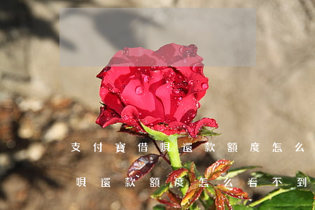 支付寶借唄還款額度怎么看不到-支付寶借唄還款額度怎么看不到了呢