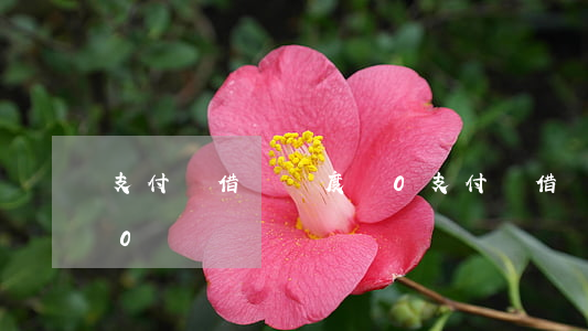 支付寶借唄額度為0（支付寶借唄逾期額度變0）