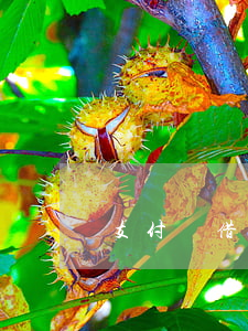 支付寶借條逾期對(duì)支付寶有影響嗎