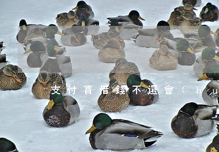 支付寶借錢不還會(huì)有什么后果