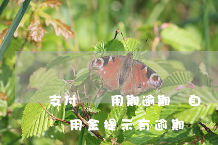 支付寶備用期逾期會自動扣款(支付寶無逾期備用金提示有逾期)
