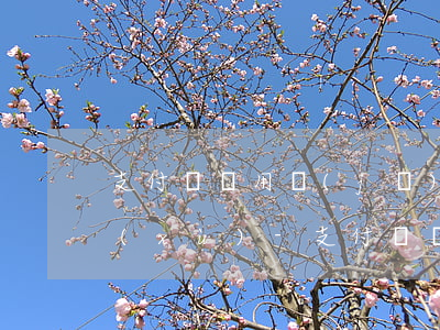 支付寶備用機(jī)逾期兩天還上了后續(xù)-支付寶備用機(jī)逾期一天什么時候可以用