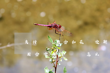 支付寶備用金和花唄逾期了(支付寶花唄和備用金逾期不還會怎么樣)