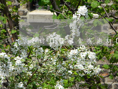 支付寶備用金有逾期嗎（支付寶備用金逾期是什么）