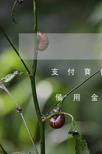 支付寶備用金逾期3天是什么后果-支付寶備用金逾期3天是什么后果呢