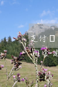 支付寶備用金逾期4個(gè)月 支付寶備用金逾期兩個(gè)月