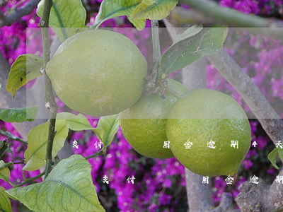 支付寶備用金逾期4天會(huì)上征信嗎(支付寶備用金逾期3天上征信么)