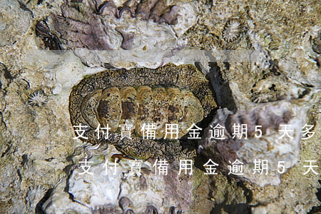 支付寶備用金逾期5天多久恢復(fù)-支付寶備用金逾期5天多久恢復(fù)額度
