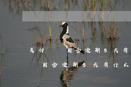 支付寶備用金逾期5天有什么影響-支付寶備用金逾期5天有什么影響嗎