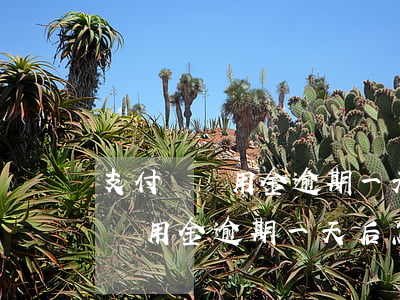 支付寶備用金逾期一天后怎么還款-支付寶備用金逾期一天后怎么還款啊