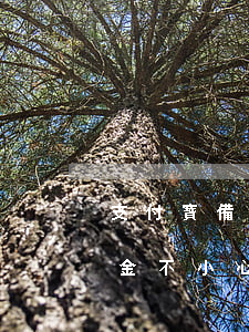 支付寶備用金逾期一天就沒了-支付寶備用金不小心逾期了一天怎么辦