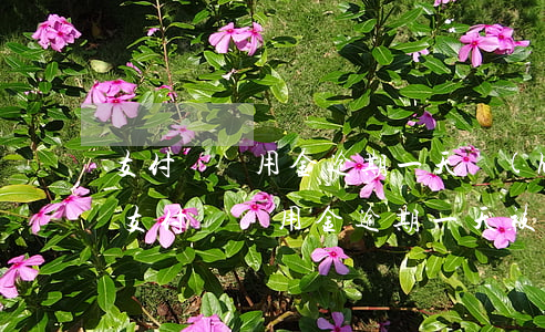 支付寶備用金逾期一天會(huì)被封么(支付寶備用金逾期一天被停用)
