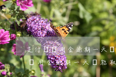 支付寶備用金逾期一天還能取用嗎-支付寶備用金逾期一天還能取用嗎安全嗎