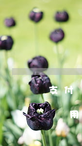 支付寶備用金逾期了還可以支付嗎-支付寶備用金逾期了還可以支付嗎安全嗎