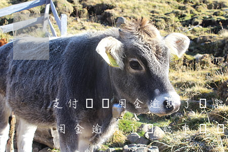 支付寶備用金逾期了還能申請嗎-支付寶備用金逾期了還能申請嗎安全嗎