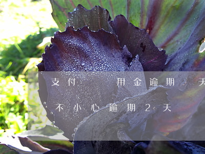 支付寶備用金逾期兩天有事嗎(支付寶備用金不小心逾期2天)