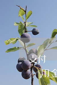 支付寶備用金逾期后一直無法使用-支付寶備用金逾期后一直無法使用怎么辦