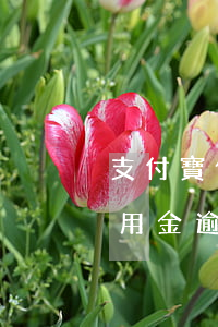 支付寶備用金逾期和花唄沒有過期(支付寶備用金逾期9天花唄都不能用了)