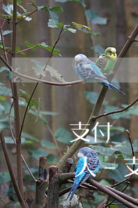 支付寶備用金逾期多久打聯(lián)系人-支付寶備用金逾期多久打聯(lián)系人電話