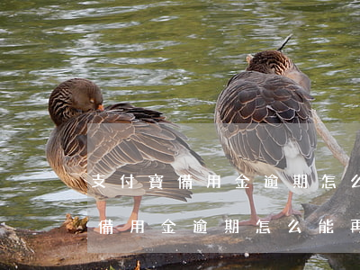 支付寶備用金逾期怎么能再次取用-支付寶備用金逾期怎么能再次取用呢