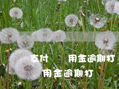 支付寶備用金逾期打電話來怎么辦-支付寶備用金逾期打電話過來是怎么說的