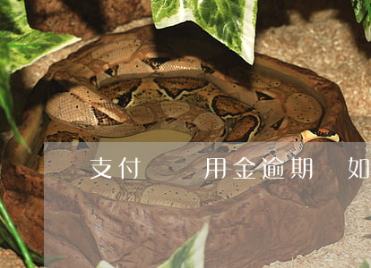 支付寶備用金逾期會如何(支付寶 備用金逾期)