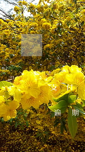 支付寶備用金逾期會影響花唄(支付寶備用金逾期會影響花唄使用嗎?)