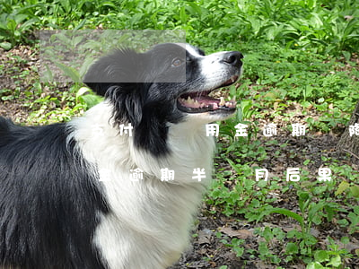 支付寶備用金逾期會降低額度嗎 支付寶備用金逾期半個月后果嚴(yán)不嚴(yán)重?