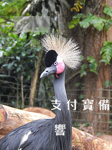 支付寶備用金逾期期末(支付寶備用金逾期影響)