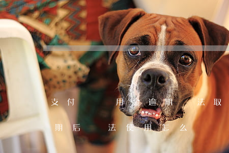 支付寶備用金逾期無法取用(支付寶備用金逾期后無法使用怎么辦)