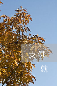 支付寶備用金逾期過就沒（支付寶備用金逾期過就沒）